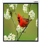 Экран Lumien 119" 220x220см Master Picture LMP-100129 1:1 настенно-потолочный рулонный